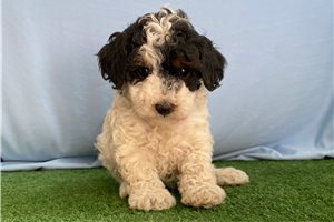 Beto - puppy for sale
