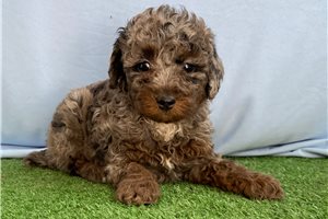 Blakely - puppy for sale