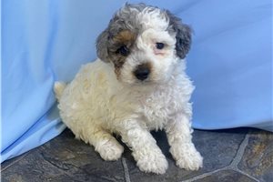 Helena - Poodle, Miniature for sale