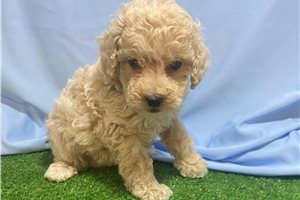 Tucker - Poodle, Toy for sale