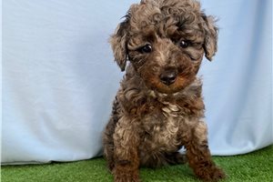 Blakely - Poodle, Miniature for sale