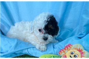 Pheobe - Poodle, Miniature for sale