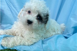 Pauly - puppy for sale