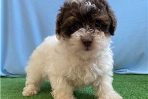 Potter - Poodle, Miniature for sale