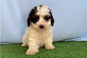 Bertrand - puppy for sale
