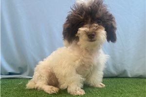 Potter - Miniature Poodle for sale