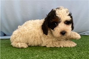 Bertrand - puppy for sale
