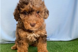 Bertie - Poodle, Miniature for sale