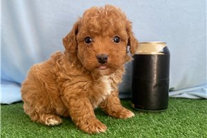 Clarence - Poodle, Miniature for sale