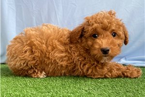 Clarence - puppy for sale