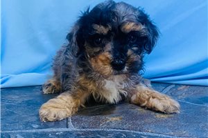 Horatio - Poodle, Miniature for sale