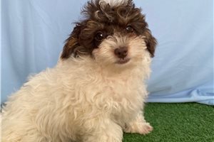 Potter - Miniature Poodle for sale