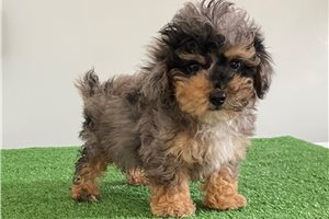Horatio - Poodle, Miniature for sale