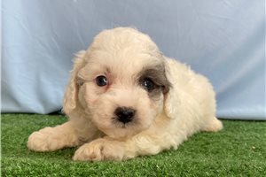 Pauly - Poodle, Miniature for sale