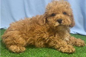 Wilson - Poodle, Toy for sale
