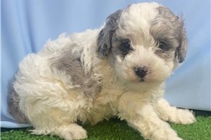 Leon - Toy Poodle for sale