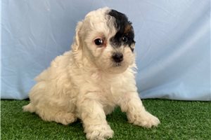 Pheobe - Poodle, Miniature for sale