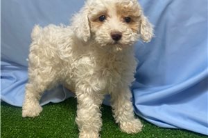 Tiffany - Poodle, Toy for sale