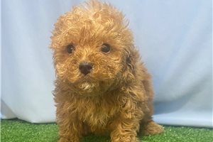 Lucian - Toy Poodle for sale