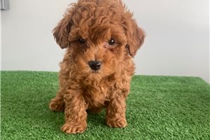 Ivan - Poodle, Toy for sale