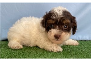 Potter - Poodle, Miniature for sale