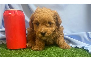 Lucian - Poodle, Toy for sale