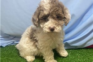 Tori - Poodle, Toy for sale