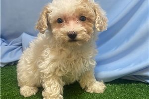 Tinsley - Poodle, Toy for sale
