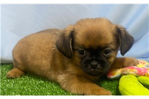 Vanya - puppy for sale