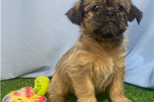Varena - puppy for sale
