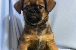 Vaughn - puppy for sale