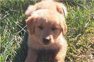Carlton - puppy for sale