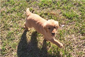 Cassidy - puppy for sale