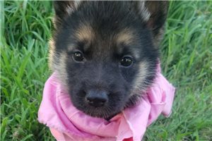 Valkyrie - German Shepherd for sale