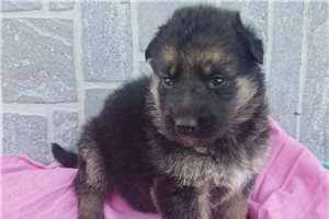 Valkyrie - German Shepherd for sale