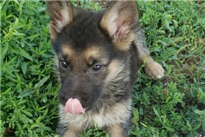 Valkyrie - German Shepherd for sale