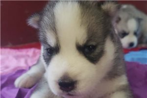 Georgia - Siberian Husky for sale