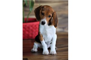 Travis - Beagle for sale
