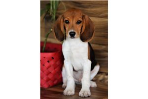 Taco - Beagle for sale