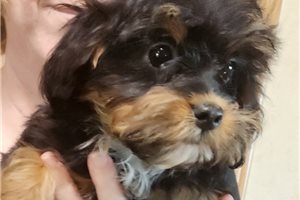 Willow - Aussiedoodle for sale