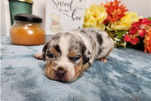 Ryan - Beabull for sale