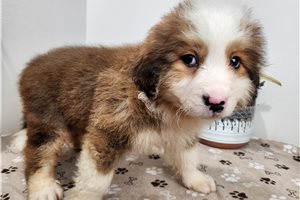 Amelia - Great Bernese for sale