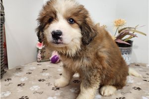 Abigail - Great Bernese for sale