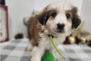 Achilles - Great Bernese for sale