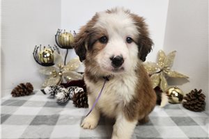 Tesley - Great Bernese for sale