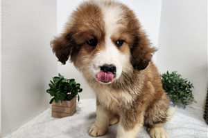 Amelia - Great Bernese for sale