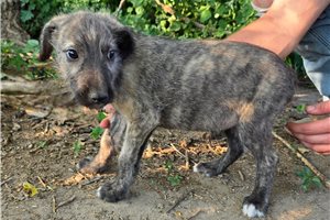 Helga - Irish Wolfhound for sale