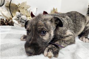 Cora - Irish Wolfhound for sale