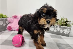 Willow - Aussiedoodle for sale