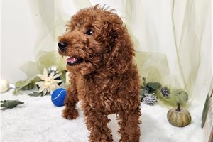 Ross - Miniature Poodle for sale